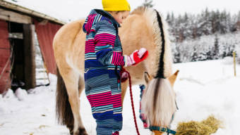 Tyttö ruokkii hevosta talvella.